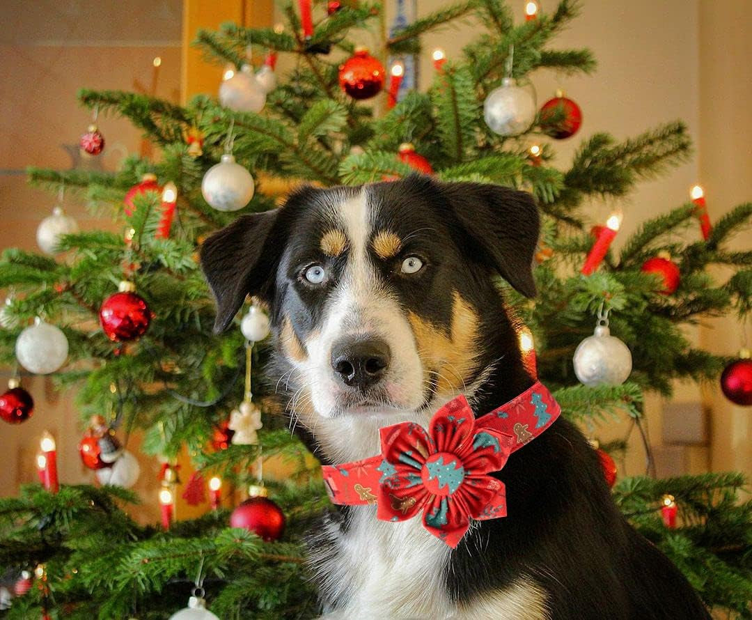 Christmas Dog Collar, Female or Male Dog Collar Flower, Pet Collar Adjustable Dog Collars with Flower for Small Medium Large Dogs